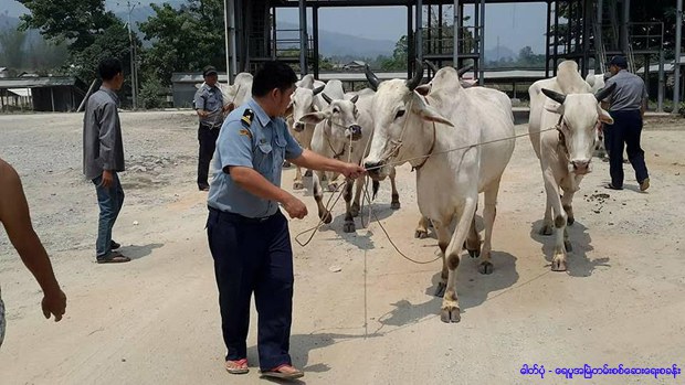 yaypu-gate-cows-620.jpg yaypu-gate-cows-620.jpg