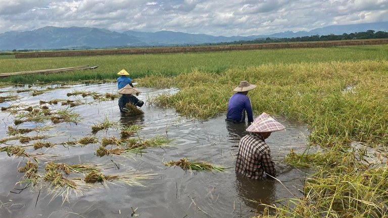 ရာဂီမုန်တိုင်းကြောင့် ရှမ်းပြည်နယ်တောင်ပိုင်း တောင်ကြီးခရိုင် ပုံးအင်းဒေသတွင် စပါးခင်းများ ရေနစ်မြုပ်နေသည်ကို ၂၀၂၄ ခုနှစ် စက်တင်ဘာလအတွင်းက တွေ့ရစဉ်။ (Photo: Pu Loi)
