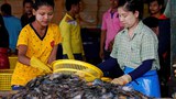 myanmar-migrant-workers-in-thai-622.jpg