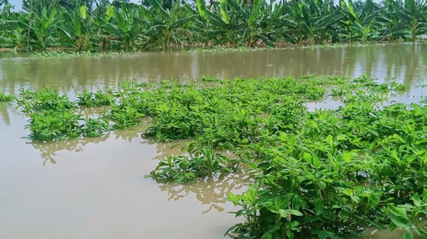 ရေကြီးရေလျှံမှုကြောင့် စစ်ကိုင်းနဲ့ မကွေးက သီးနှံစိုက်ခင်း ဧကနှစ်သောင်းကျော် ပျက်စီး ရေကြီးရေလျှံမှုကြောင့် စစ်ကိုင်းနဲ့ မကွေးက သီးနှံစိုက်ခင်း ဧကနှစ်သောင်းကျော် ပျက်စီး