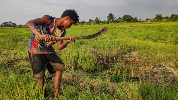 ကလေး လုပ်သားများလာသလို ခေါင်းပုံဖြတ်ခံရမှုများနေ ကလေး လုပ်သားများလာသလို ခေါင်းပုံဖြတ်ခံရမှုများနေ