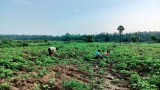 တိုက်ပွဲဖြစ်တဲ့ ဒေသတွေမှာ ရိက္ခာရှားပါးမှုကြောင့် တစ်နိုင်တစ်ပိုင် စိုက်ပျိုးရေးများလာ