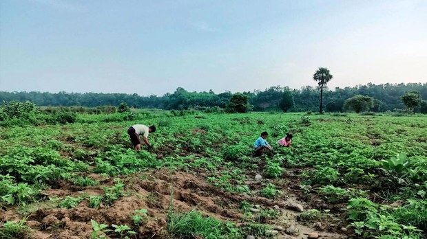 တိုက်ပွဲဖြစ်တဲ့ ဒေသတွေမှာ ရိက္ခာရှားပါးမှုကြောင့် တစ်နိုင်တစ်ပိုင် စိုက်ပျိုးရေးများလာ တိုက်ပွဲဖြစ်တဲ့ ဒေသတွေမှာ ရိက္ခာရှားပါးမှုကြောင့် တစ်နိုင်တစ်ပိုင် စိုက်ပျိုးရေးများလာ