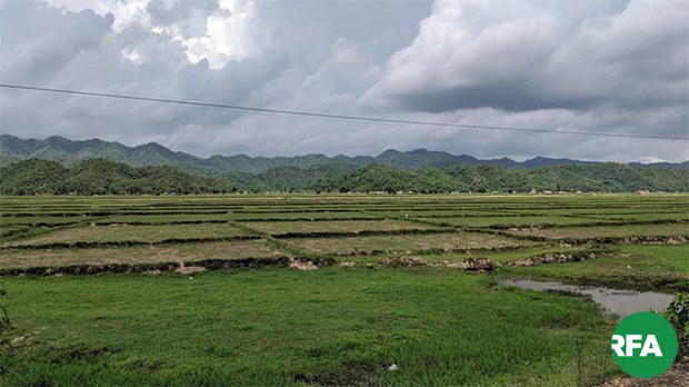 mrauku-field-622.jpg mrauku-field-622.jpg