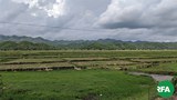 mrauku-field-622.jpg