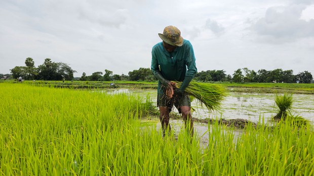 အာဏာသိမ်းကာလအတွင်း လယ်သမားတွေ အဆိုးဆုံးအခက်အခဲတွေ ကြုံနေရ အာဏာသိမ်းကာလအတွင်း လယ်သမားတွေ အဆိုးဆုံးအခက်အခဲတွေ ကြုံနေရ