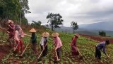 ကရင်နီ စစ်ဘေးဒုက္ခသည်တွေ တောင်ယာလုပ်နေရ