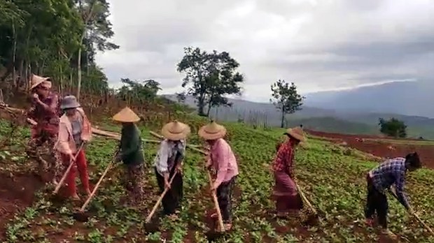 ကရင်နီ စစ်ဘေးဒုက္ခသည်တွေ တောင်ယာလုပ်နေရ ကရင်နီ စစ်ဘေးဒုက္ခသည်တွေ တောင်ယာလုပ်နေရ