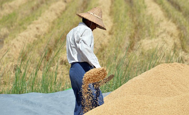 farmer-622.jpg