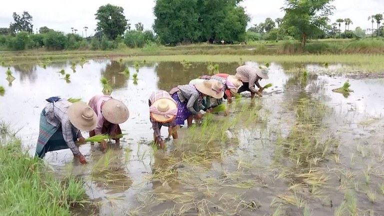 စပါးစိုက်ပျိုးနေကြသည့် စစ်ကိုင်းတိုင်းမှ လယ်သမားတချို့အား ၂ဝ၂၃ ခုနှစ် ဇူလိုင်လကုန်က‌ တွေ့ရစဉ်။ (Photo : RFA)