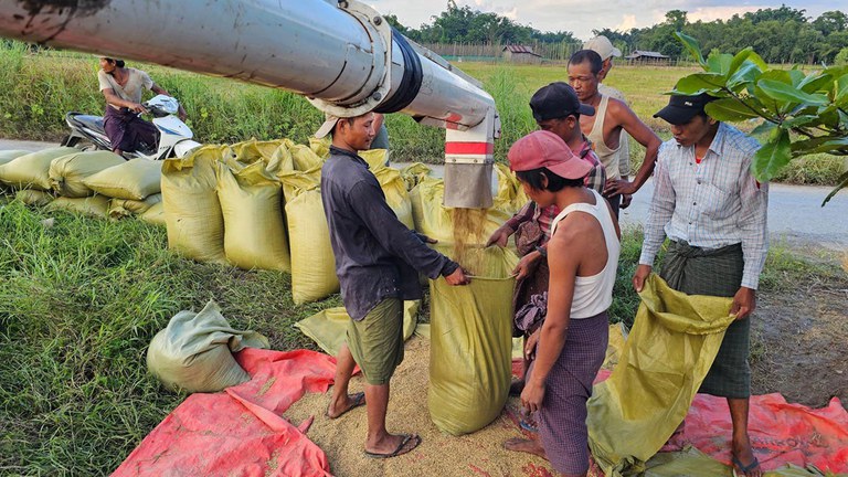ဧရာဝတီတိုင်း၊ ဟင်္သာတမြို့နယ်၊ ကျုံတုံးကျေးရွာအုပ်စု၊ အင်းဇရပ်ကျေးရွာရှိ လယ်သမားများ လယ်ယာလုပ်ငန်းခွင်ဝင်နေသည်ကို ၂၀၂၃ ခုနှစ်၊ အောက်တိုဘာလ ၁၈ ရက်နေ့က တွေ့ရစဥ်။ (RFA Photo)