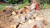 tree-shwebo-622.jpg