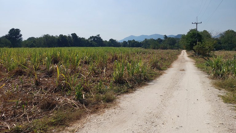 ဒေါ်ခင်သန်းတို့ ဇနီးမောင်နှံ ထိုင်းနိုင်ငံ၊ ကန်ချနဘူရီခရိုင် Wang Dong မြို့က ကြံစိုက်ခင်းအား ခင်ပွန်းအား တွေ့ရစဉ်။ Photo : RFA