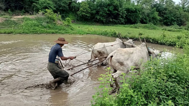 မကွေးတိုင်း၊ ဂန့်ဂေါမြို့နယ်မှ စိုက်ပျိုးမြေတစ်ခုတွင် လယ်မြေထွန်ယက်နေသူတစ်ဦးအား ၂၀၂၃ ခုနှစ်၊ ဇူလိုင်လ ၁၀ ရက်နေ့က တွေ့ရစဉ်။ (Photo: RFA)