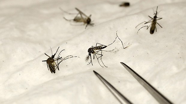 mosquito-622.jpg