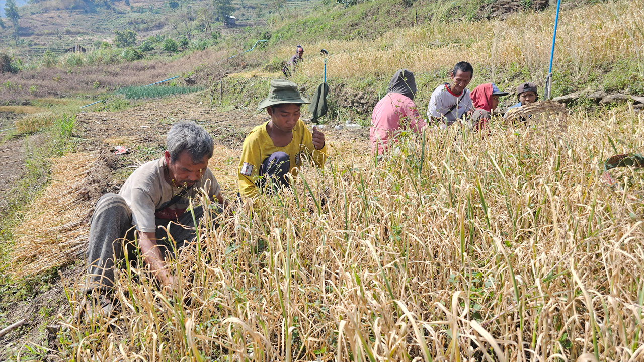 ချင်းပြည်နယ် မြောက်ပိုင်း၊ တီးတိန်မြို့နယ်၊ ငင်နှုန်းကျေးရွာက ကြက်သွန်ဖြူစိုက်တောင်‌သူများအား ၂၀၂၄ ခုနှစ်၊ ဧပြီလ ၃ ရက်နေ့ ကြက်သွန်ကောက်သိမ်းနေချိန် တွေ့ရစဉ်။ (Photo: RFA)