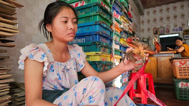 တရုတ်ကို ပို့နေတဲ့ လပွတ္တာမြို့က ပင်လယ်ကဏန်းလုပ်ငန်း
