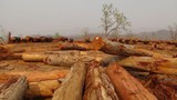 deforestation-716