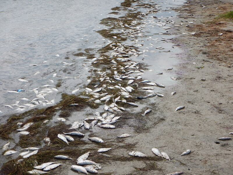 赤潮发生,海洋生物受到危害,鱼类因藻类释放的毒素而死亡。(美联社)