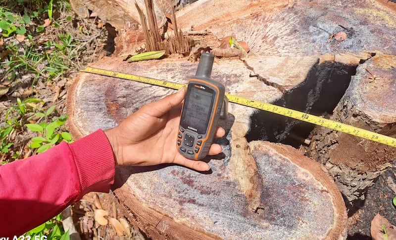 The stump of a felled tree is photographed with a GPS device to display each tree’s coordinates and a tape measure showing the width of each trunk.