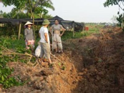 Người dân Xuân Quan, Văn Giang trở lại trồng cây trên đất đã bị cưỡng chế, ảnh chụp tháng 5 năm 2012. File photo.