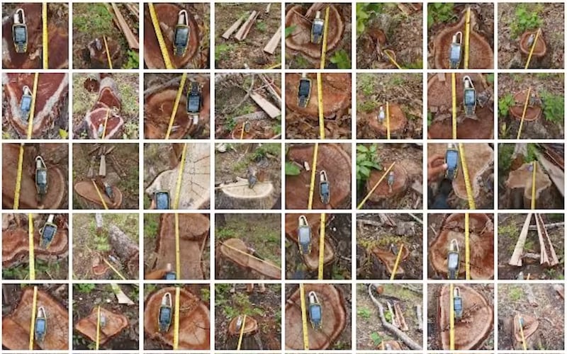 Stumps of felled trees are photographed with a GPS device to display each tree’s coordinates and a tape measure showing the width of each trunk.