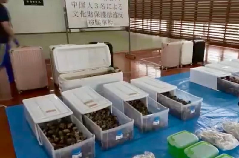 警方發現體長由3到10厘米的陸寄居蟹,被裝進6個行李箱之內。
