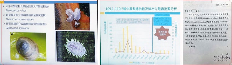 左图:中国大陆称台湾凤梨检出三种介壳虫(如图)。(记者李宗翰摄) 中图:台湾农委会指台湾凤梨进口中国去年合格率九成九以上,近四个月合格率百分之百。(记者李宗翰摄) 右图:中国海关总署26日公告自3月1日起暂停进口台湾的凤梨。(农委会提供)