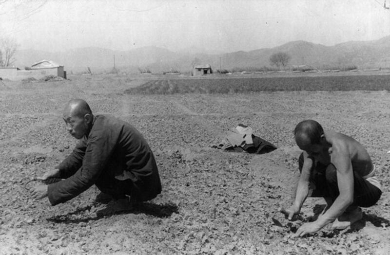 Farmers toil in the field of a collective farm near Beijing in 1950. (Pictorial Parade/Archive Photos/Getty Images)
