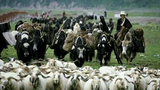 བོད་ནང་གི་འབྲོག་པའི་འཚོ་བ།