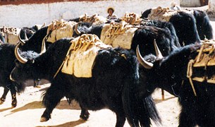 སྒོ་ཟོག་སེམས་ཅན་ཐོག་དམ་བསྒྲཊ། སྒོ་ཟོག་སེམས་ཅན་ཐོག་དམ་བསྒྲཊ།