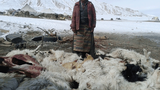 ལ་དྭགས་བྱང་ཐང་ཁུལ་གངས་སྐྱོན།