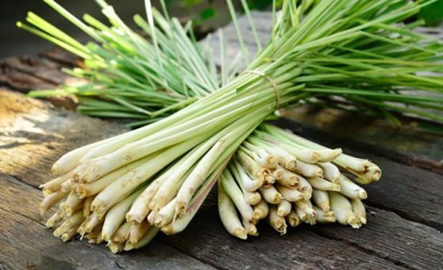 Lemon grass ཞེས་པའི་སྨན་རྩ་འདེབས་ཀྱིས་སྨན་རྩའི་སྣུམ་ཁྱོན་ཆེ་སྡེབས་ཚོང་།