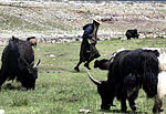 tibetan-namad-150.jpg tibetan-namad-150.jpg