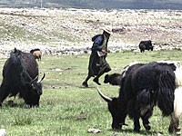 tibetan-yak-200.jpg tibetan-yak-200.jpg