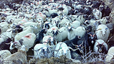 རྒྱལ་བའི་སྐུ་ཕྱའི་ཞབས་རིམ།