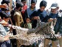 leopard-skin-200.gif leopard-skin-200.gif