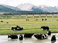 train-and-yaks-200b.jpg train-and-yaks-200b.jpg