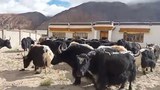བོད་ཕྱོཊ་ནས་ས་མཚམས་བརྒལ་ཏེ་གཡག་ ༤༠ ཙམ་རྒྱ་གར་ནང་འཛུལ་བ།