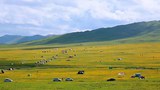 རྩྭ་ཐང་དུ་སེམས་ཅན་འཚོ་སྐྱོང་མི་བཅུག་པ་དེས་འབྲོག་པའི་འཚོ་གནས་ལ་བརྡབ་གསིག་ཤུགས་ཆེར་ཐེབས་བཞིན་ཡོད་འདུག