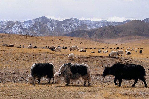 རྒྱ་ནག་གི་ཚན་རིག་པས་འབྱུང་འགྱུར་ལོ་བཅུའི་ནང་བོད་མཐོ་སྒང་དུ་གནམ་གཤིས་ཚ་ཚད་ཇེ་ཆེར་འཕེལ་རྒྱུ་ཡིན་པ་བརྗོད་འདུག