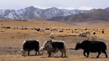རྒྱ་ནག་གི་ཚན་རིག་པས་འབྱུང་འགྱུར་ལོ་བཅུའི་ནང་བོད་མཐོ་སྒང་དུ་གནམ་གཤིས་ཚ་ཚད་ཇེ་ཆེར་འཕེལ་རྒྱུ་ཡིན་པ་བརྗོད་འདུག