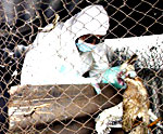avian-flu-150.jpg avian-flu-150.jpg
