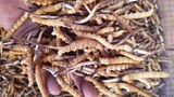 དབྱར་རྩྭ་དགུན་འབུ།
