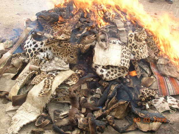 རྒྱ་གར་ནང་སྟོང་ལ་ཉེ་བའི་སེམས་ཅན་སྟག་གི་གྲངས་འབོར་མང་དུ་ཕྱིན་ཡོད་པ། རྒྱ་གར་ནང་སྟོང་ལ་ཉེ་བའི་སེམས་ཅན་སྟག་གི་གྲངས་འབོར་མང་དུ་ཕྱིན་ཡོད་པ།