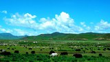 རྒྱ་ནག་གཞུང་གིས་བོད་ནང་གི་བླ་བྲང་བསང་ཆུ་རྫོང་གི་མངའ་ཁུལ་འབྲོག་སྡེ་མང་པོར་རྩྭ་ཐང་དུ་སེམས་ཅན་འཚོ་སྐྱོང་མི་ཆོག་པའི་བརྡ་ཁྱབ་བཏང་ཡོད་འདུག