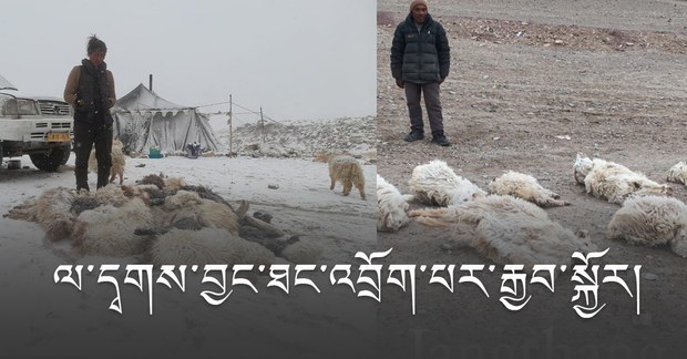 འབྲོག་པར་དཀའ་ངལ་ཆེན་པོ་འཕྲད་དུས་རྒྱབ་སྐྱོར་གནང་ན་བོད་ཀྱི་སྲོལ་རྒྱུན་འཚོ་རྟེན་འབྲོག་ལས་མུ་མཐུད་གནས་རྒྱུར་ཕན་ཐོགས་ཆེན་པོ་ཡོང་ངེས་ཡིན་པ་ལ་དྭགས་བྱང་ཐང་འབྲོག་པས་གསུང་གི་འདུག