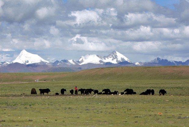 ནག་ཆུ་ཕྱོགས་ཀྱི་འབྲོག་པའི་རྩྭ་ཐང་།