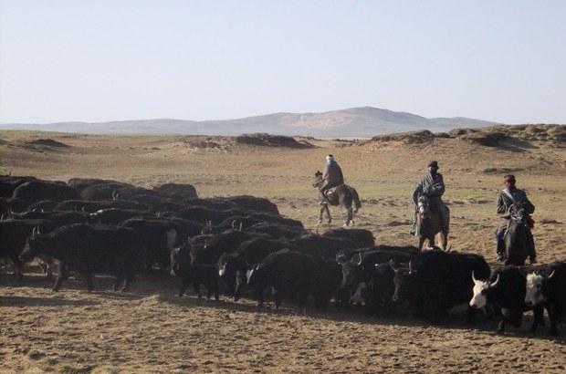 མཛོད་དགེ་ཕྱོགས་ཀྱི་འབྲོག་པའི་རྩྭ་ཐང་། 