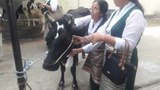 ༸རྒྱལ་བའི་སྐུ་ཕྱྭར་དམིགས་ནས་བ་ཕྱུགས་ཚེ་ཐར།